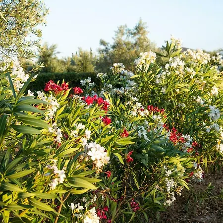 Agroktima Elia Nauplion