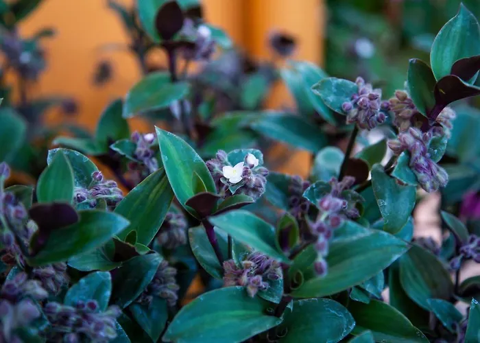 Agroktima Elia Lägenhet Nafplion