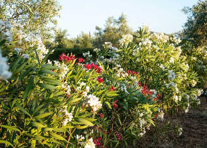 Agroktima Elia Nafplion